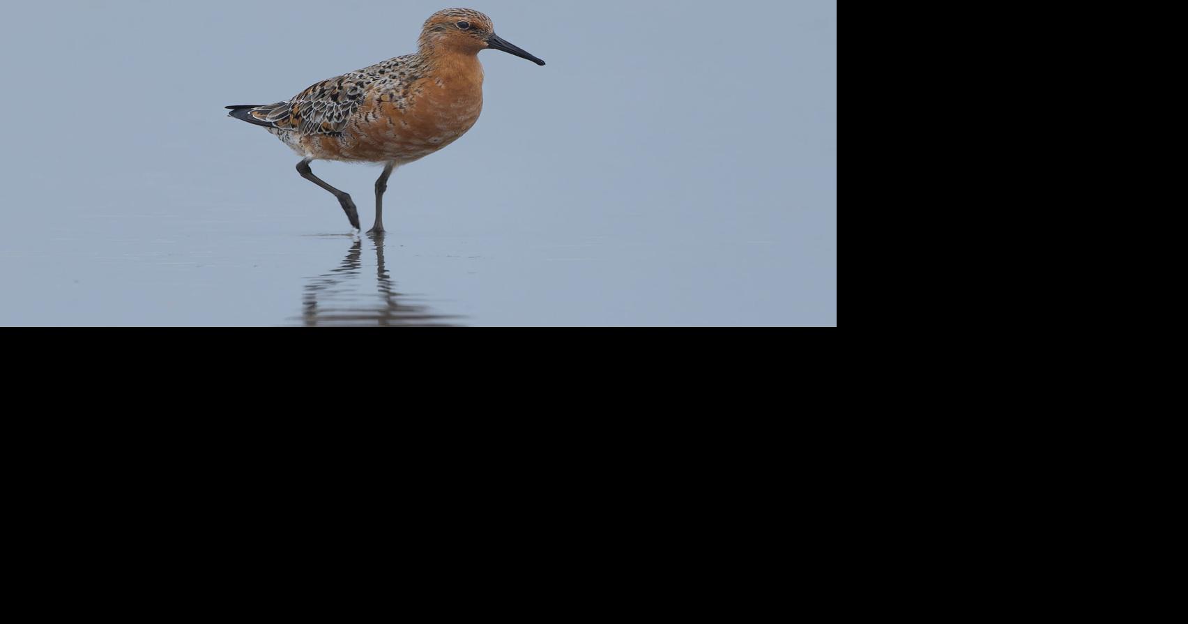 LIFE AT BOOMER LAKE: Best leave those young birds alone