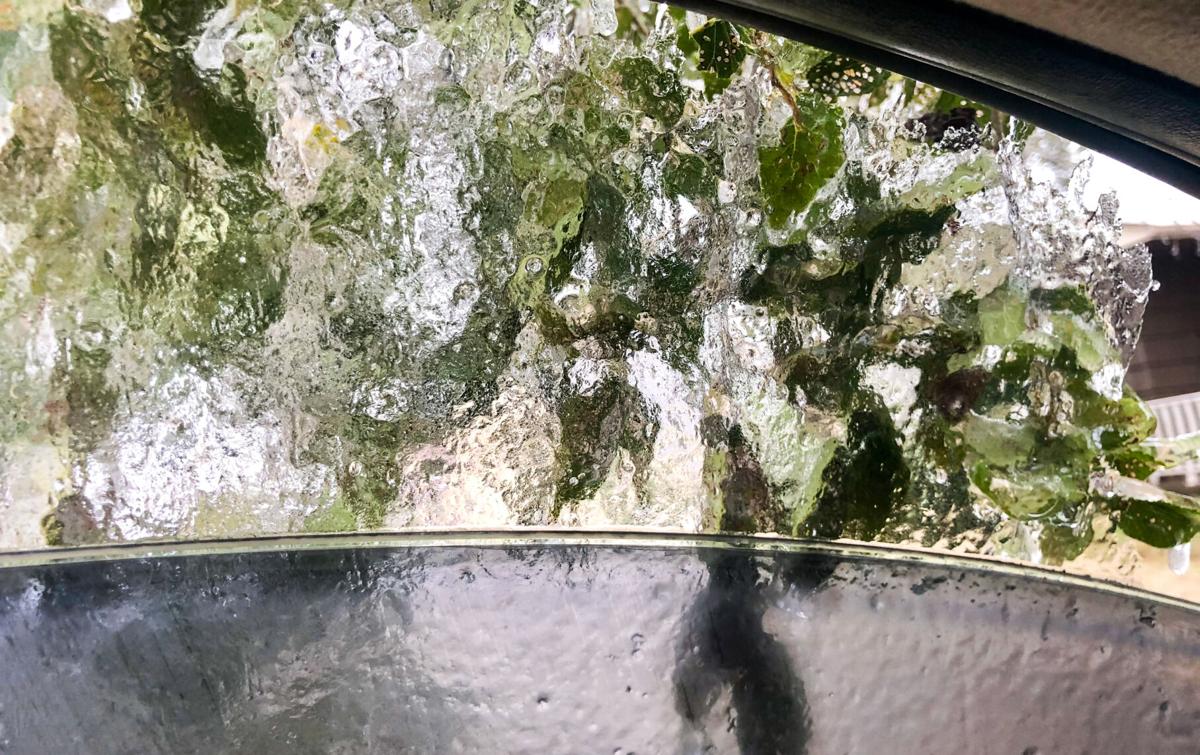 Icy leave window.jpg