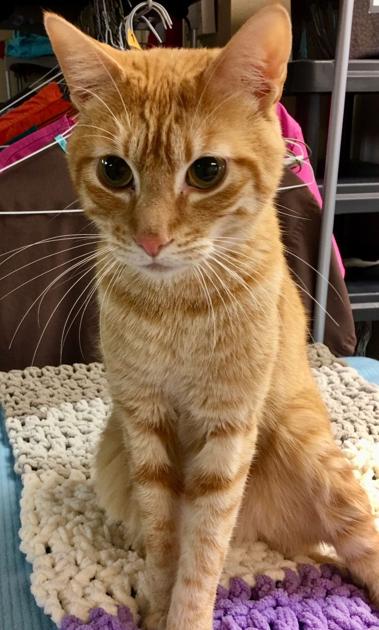 Tiny Paws – adopt a cat | News | stwnewspress.com