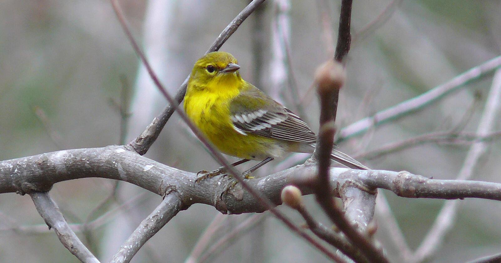 LIFE AT BOOMER LAKE: When nature bounces back, so do birds - Vimarsana News