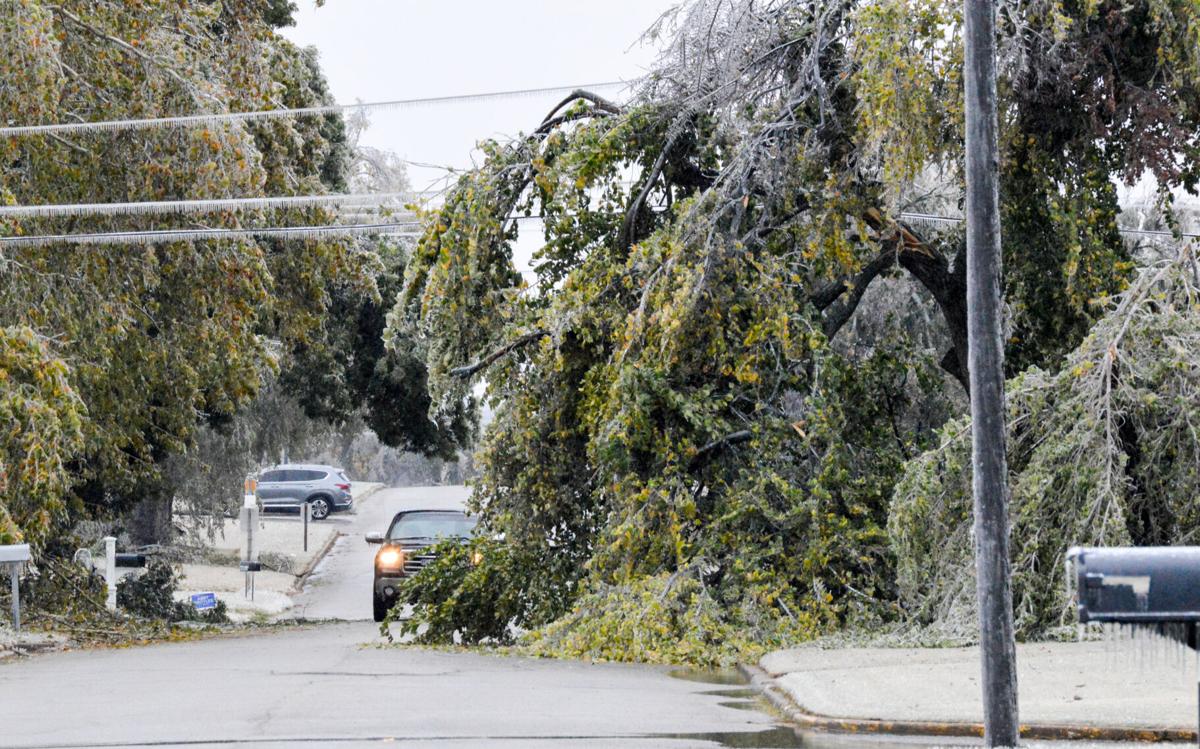 Tree in road.jpg