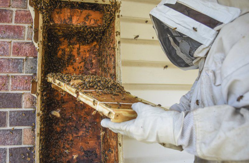Large beehive removed from Stillwater home News