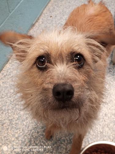Klinik Potentiel Ombord Animal Welfare – Adopt a pet | News | stwnewspress.com