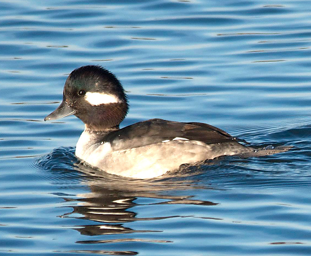 LIFE AT BOOMER LAKE: Ducks arriving a little early at Boomer Lake ...