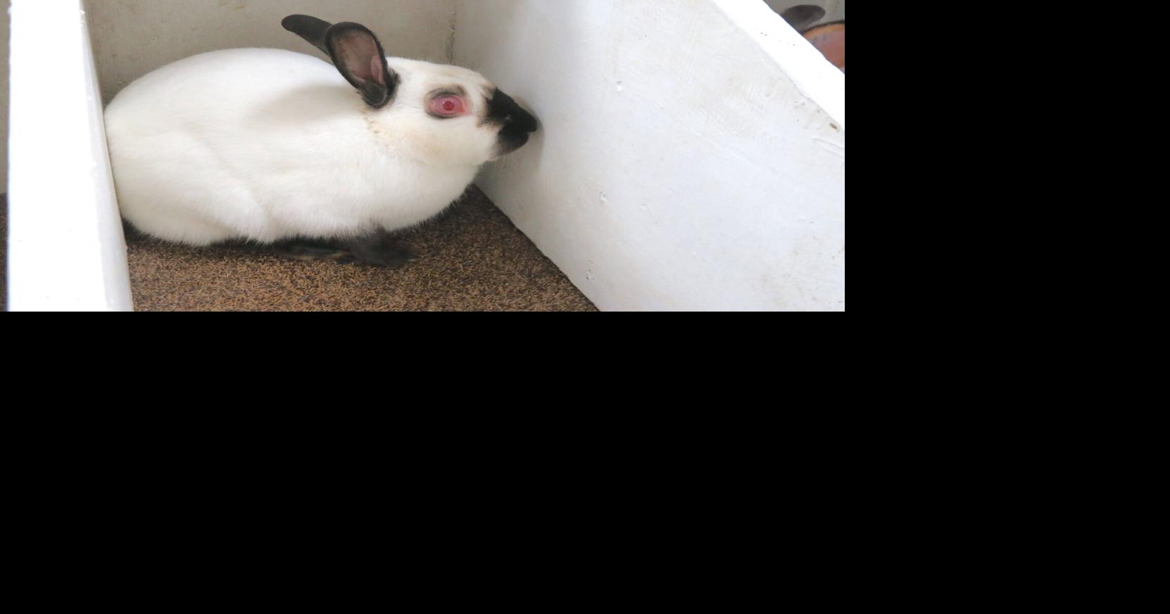 UPDATED: Clay County 4-H Double Open/Youth Rabbit Show with Rare Breed ...