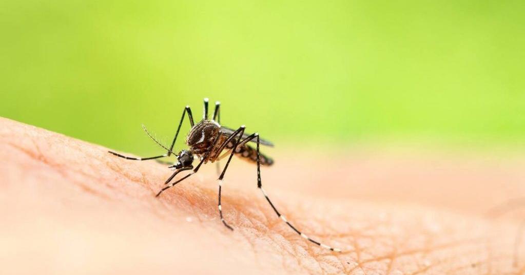 West Nile virus found in Lawrence County Local News suncommercial com