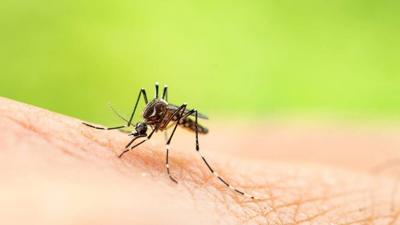 West Nile virus found in Lawrence County Local News suncommercial com