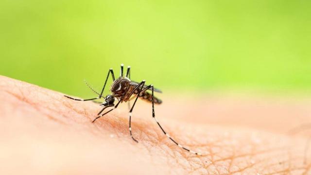 West Nile virus found in Lawrence County Local News suncommercial com