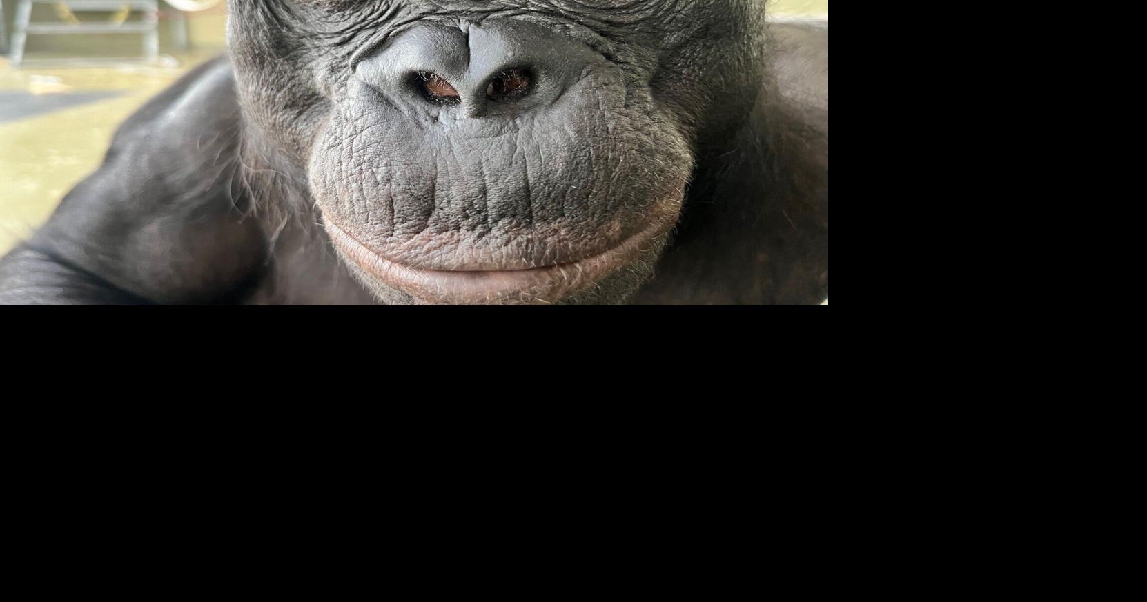 Scientists discover apes play pretend and are able to imagine