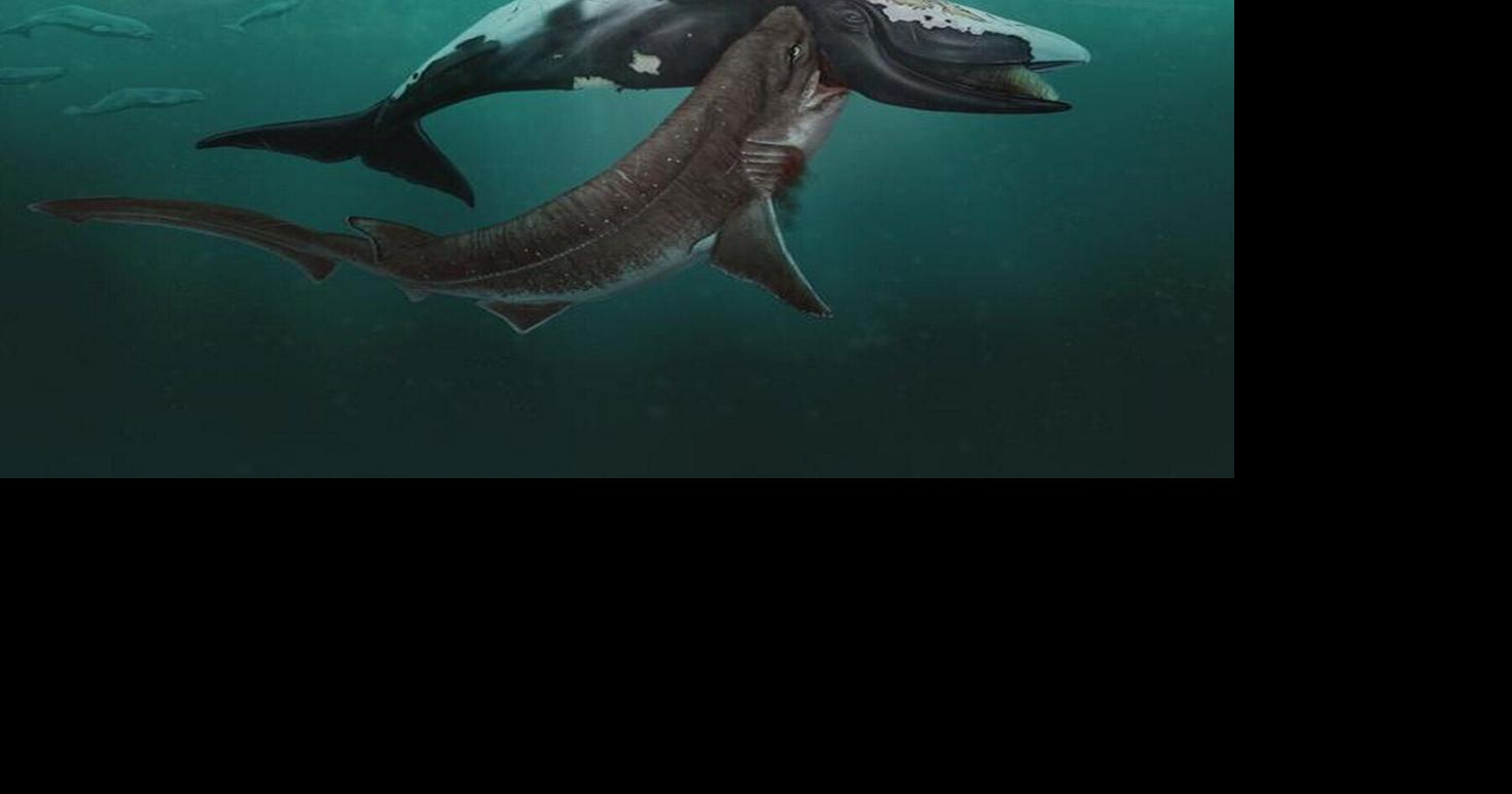 Scientists find shark teeth in ancient whale skulls