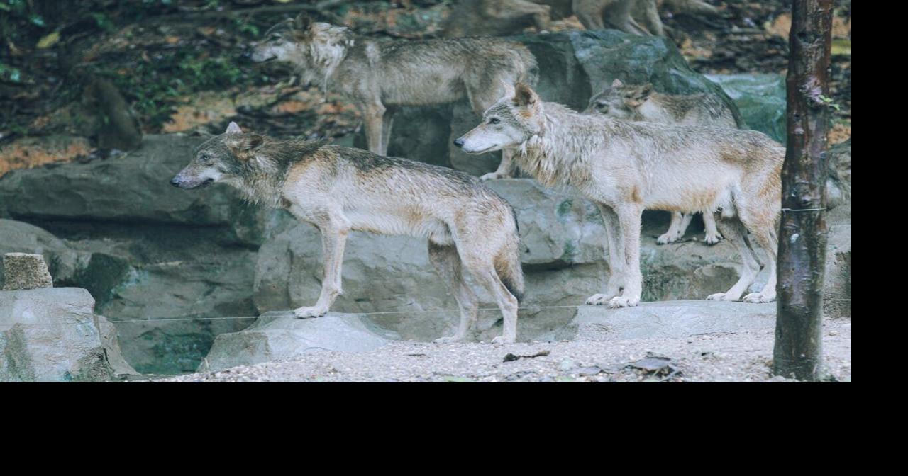 Research reveals wolves eat bone to cope with climate change