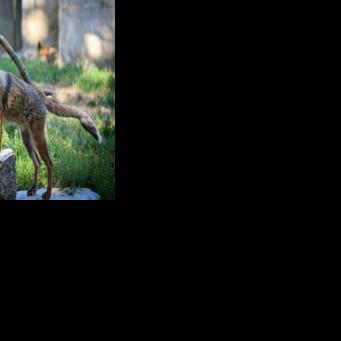 Fantastic Mr Stowaway: fox sails from Britain to New York port