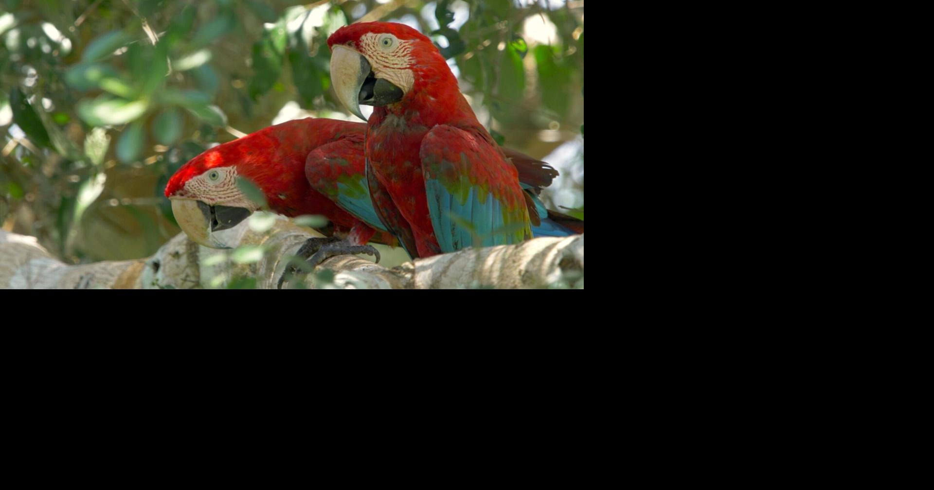 Parrot DNA shows animal trade networks existed hundreds of years ago