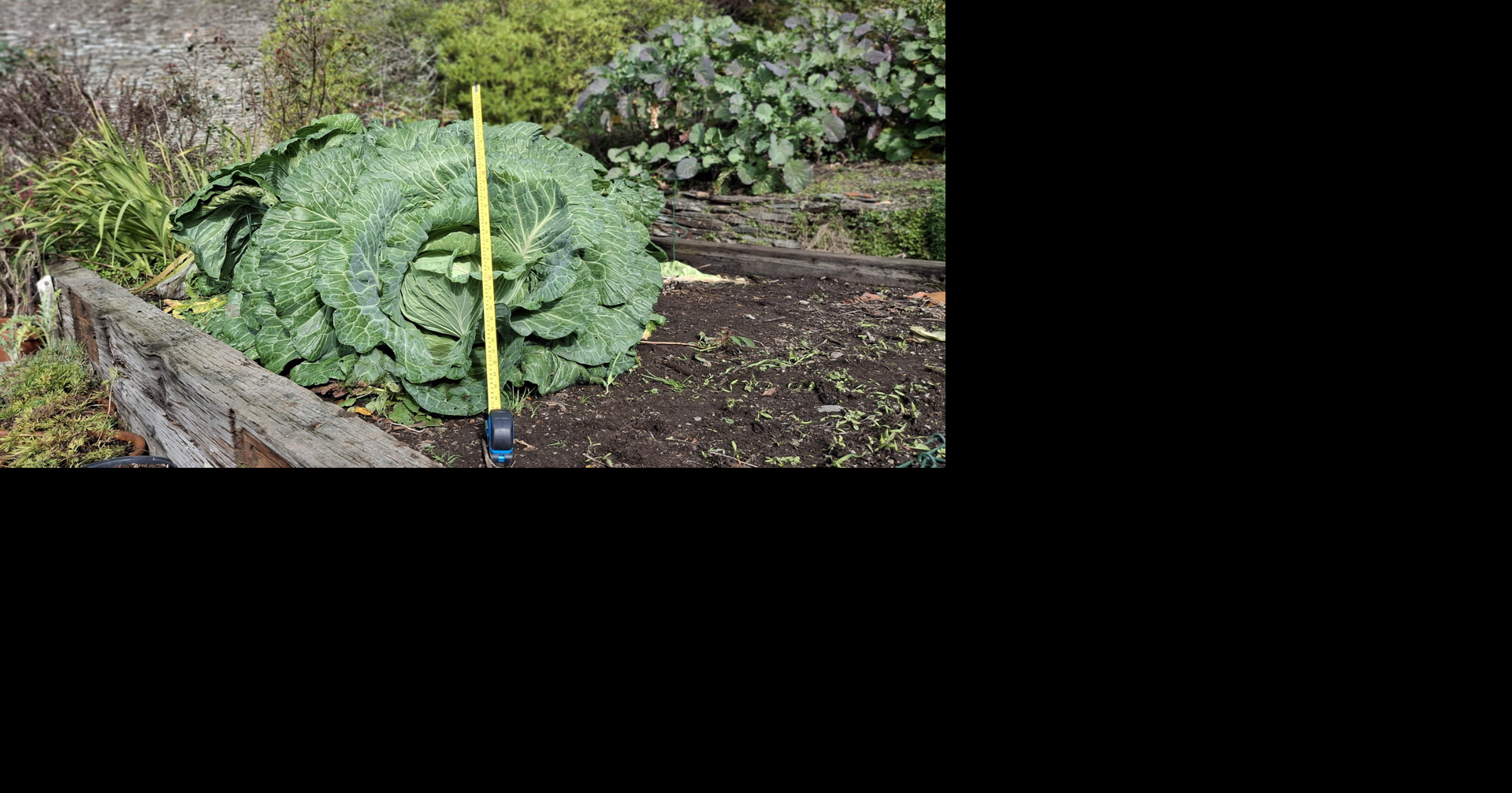 Gardeners grow massive 22-pound cabbage | National | suncommercial.com