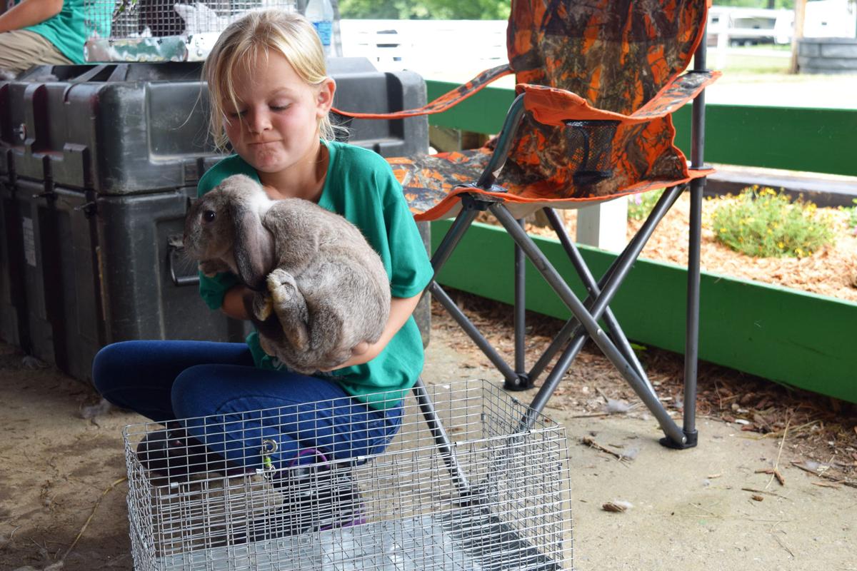For the love of bunnies Rabbit Show helps to kick off Knox County Fair