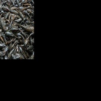 Troubled waters: Jakarta battles deadly, invasive suckerfish