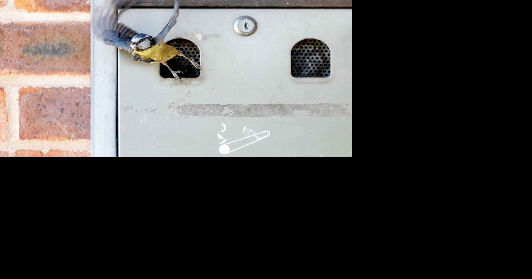 Blue tits set up nest in village’s ashtray