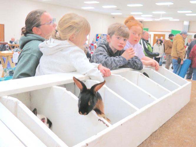 UPDATED: Clay County 4-H Double Open/Youth Rabbit Show with Rare Breed ...