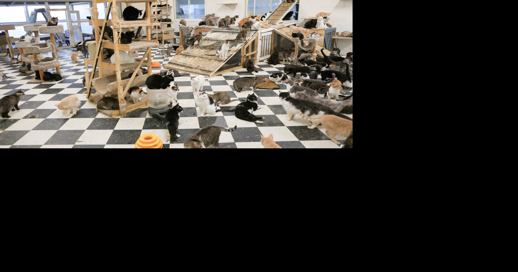 Read more400 animals rescued from horrifying conditions at California ‘sanctuary’