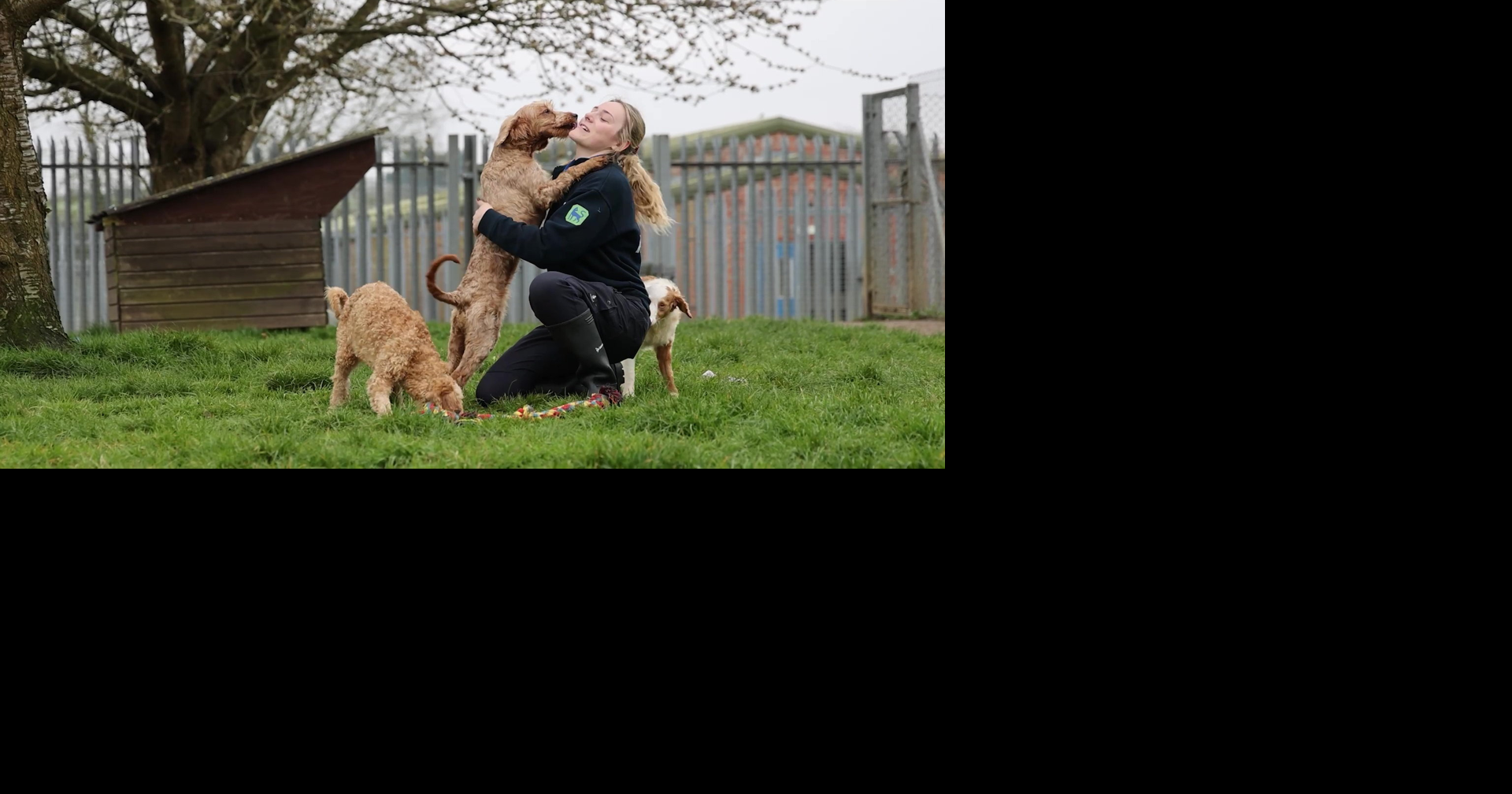 Poodles abandoned in squalid home find forever homes