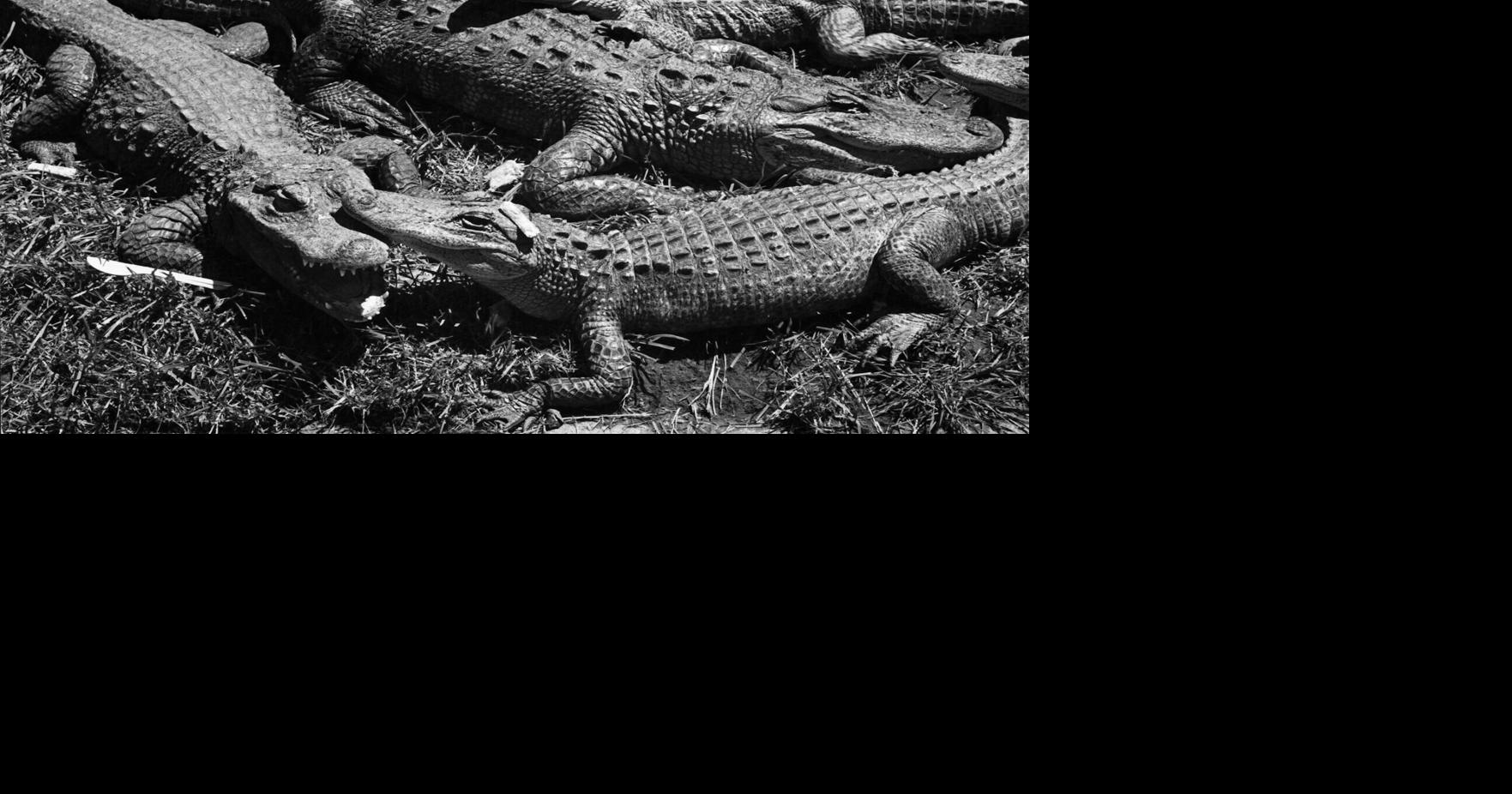 The forgotten racial history of Alligator Alcatraz