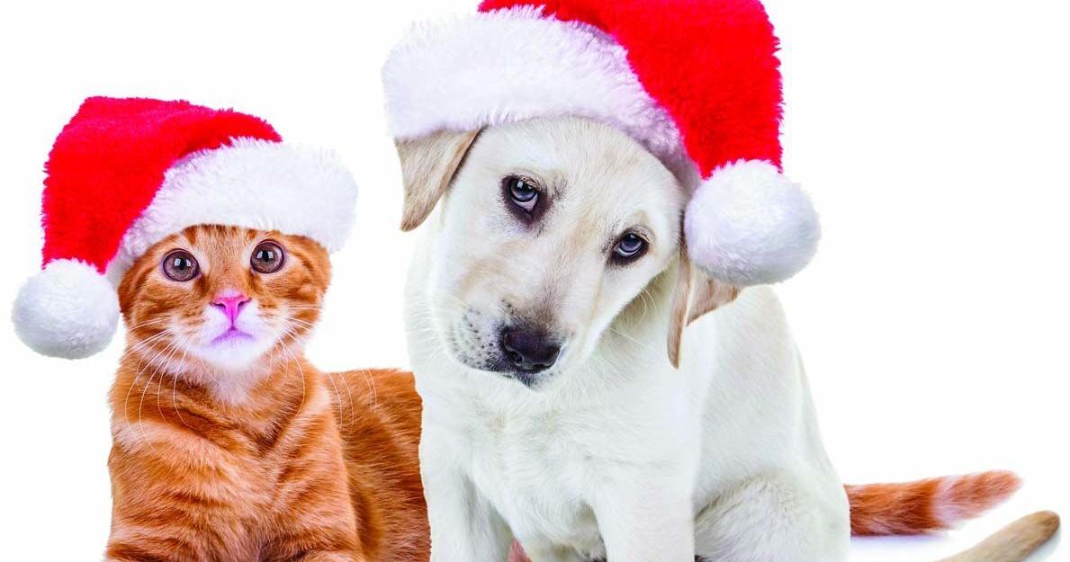 Shopping for a new pet? ‘Tis the season to beware of scams