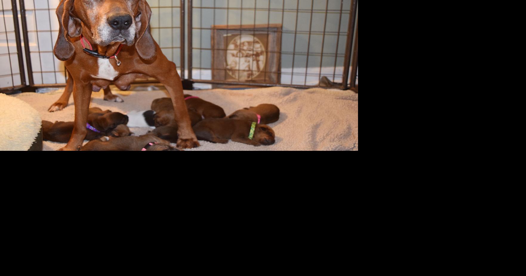 Director hopes hound dog key to shelter expansion News