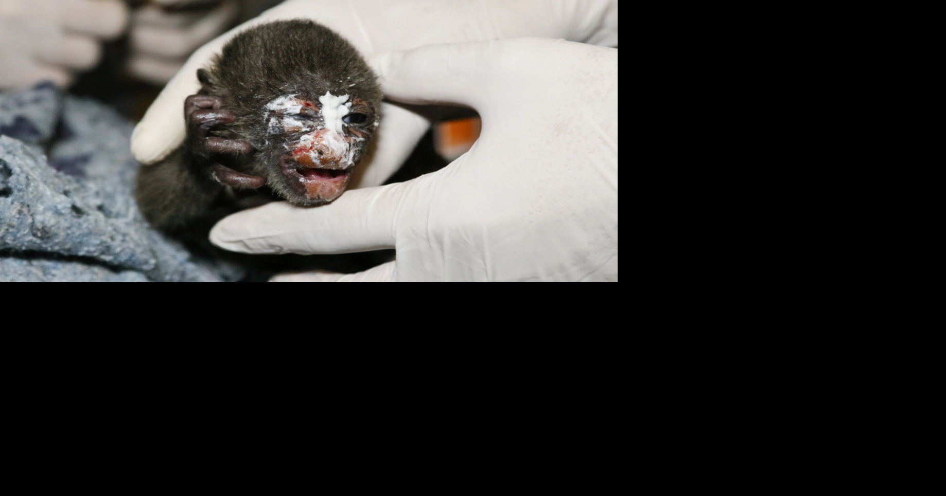 New court order may stop monkeys from being electrocuted on power lines