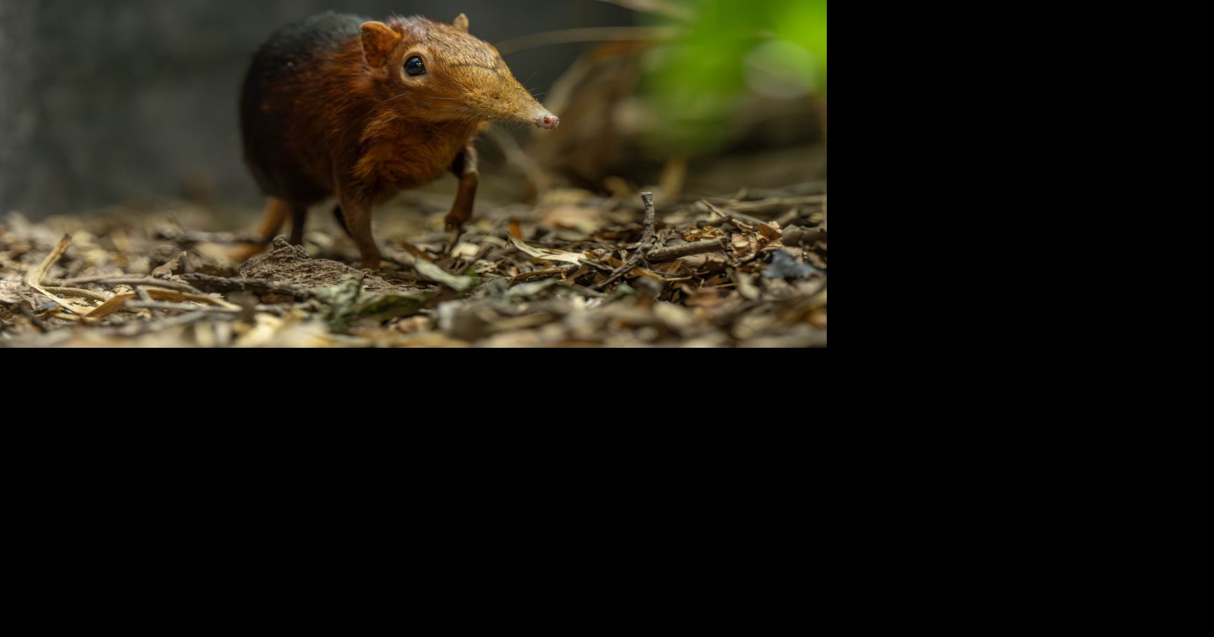 First-ever twin baby elephant shrews born at zoo
