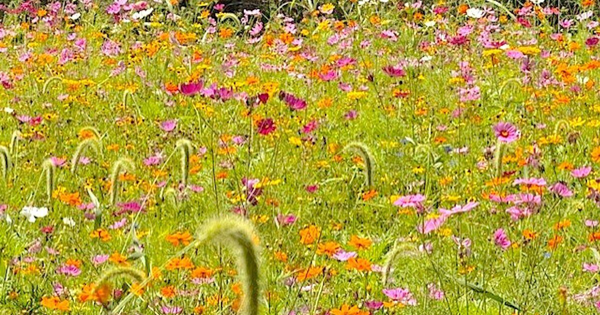 Blackfoot Landfill providing native flowers for pollinators