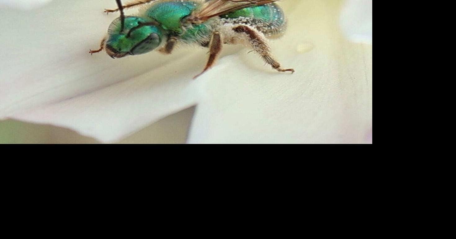 Research reveals why some bees change color with the weather