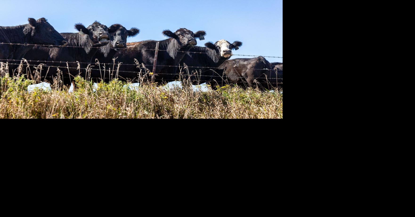 Cattle market vulnerable amid tight supplies