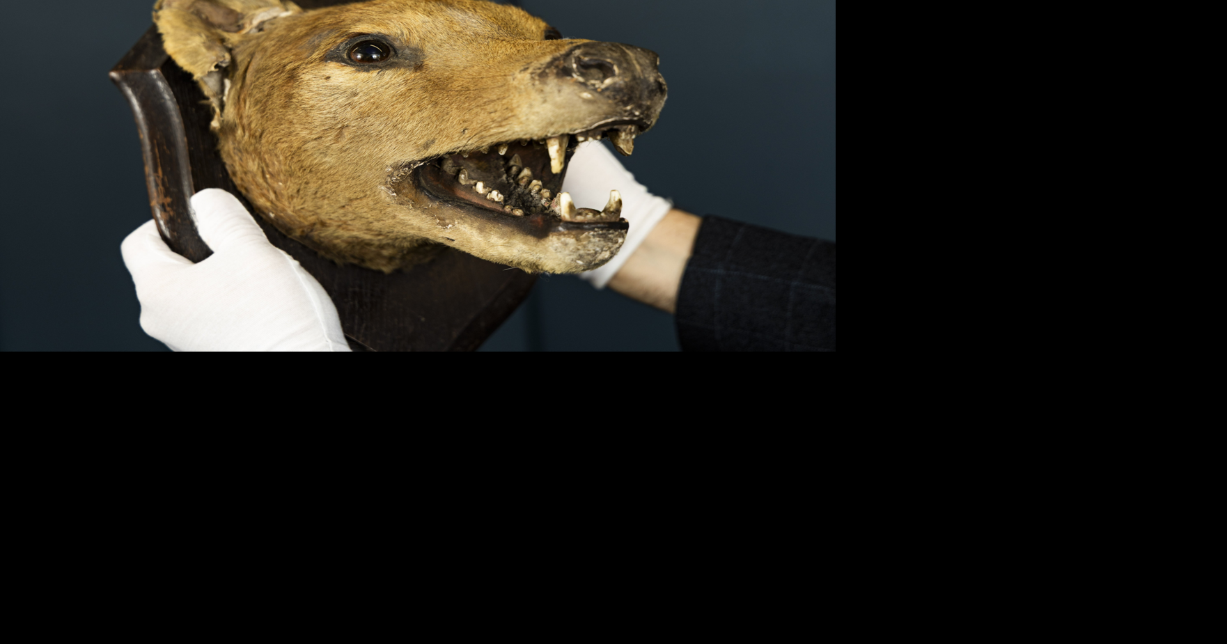 Extinct tiger head found under bed to sell for thousands at auction ...