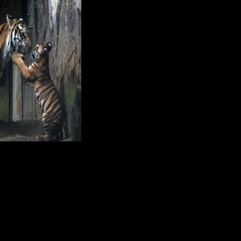 Virus kills tiger cubs in Indonesian zoo