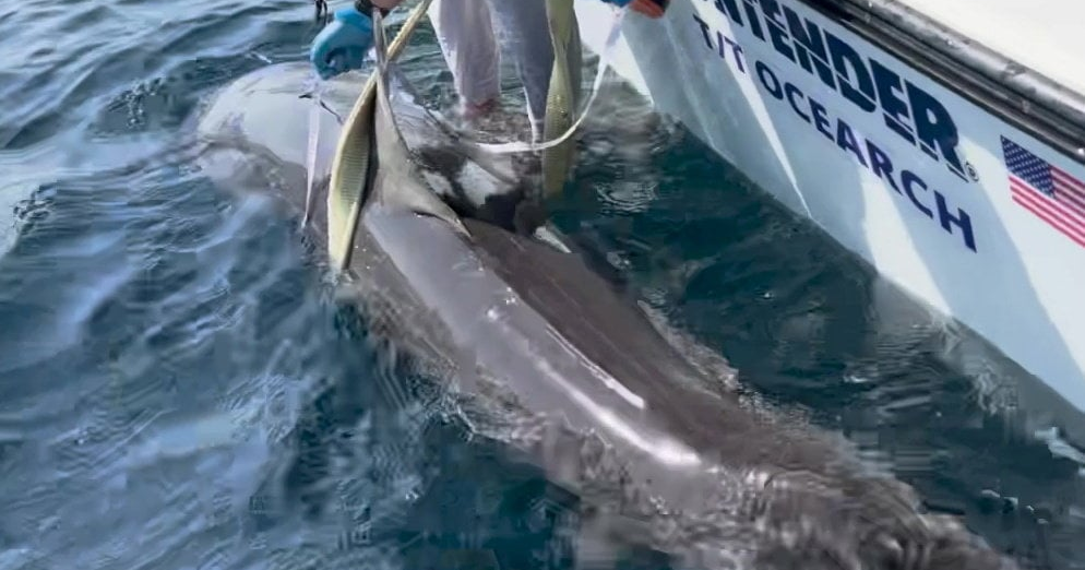 Rare 9-foot shark spotted 60 miles off Florida coast