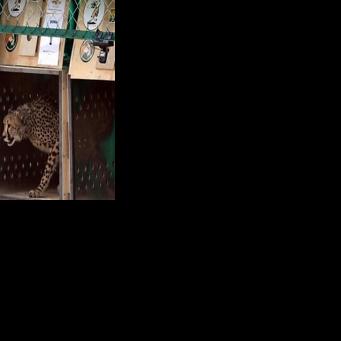 India celebrates cheetah births to boost reintroduction bid