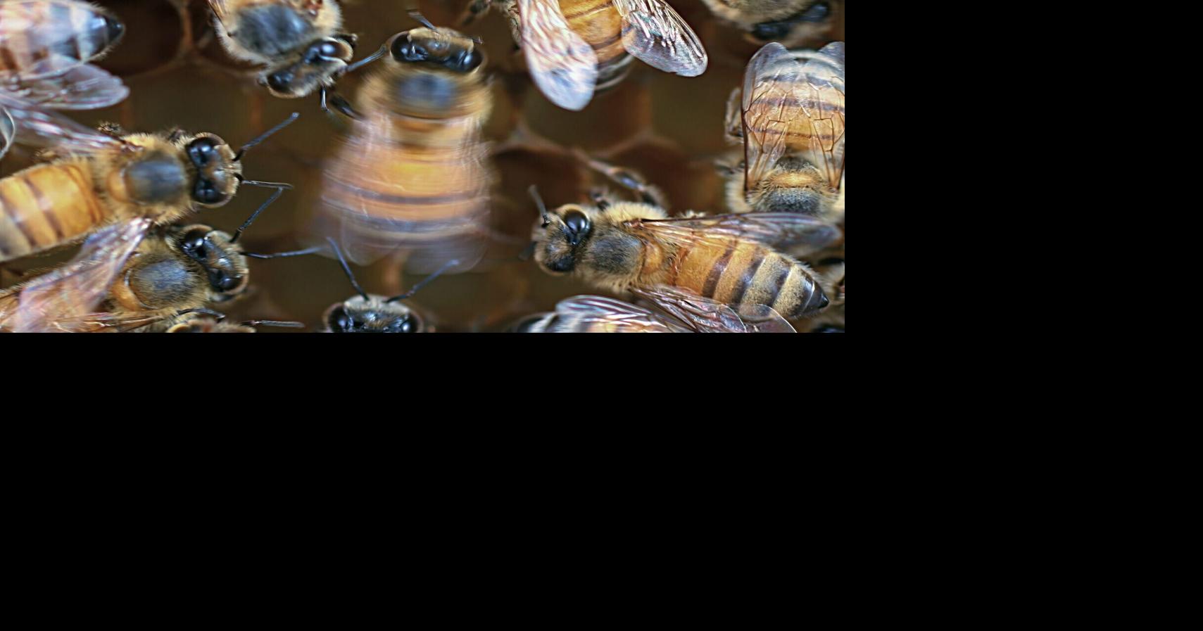 New research reveals what makes honey bees dance better