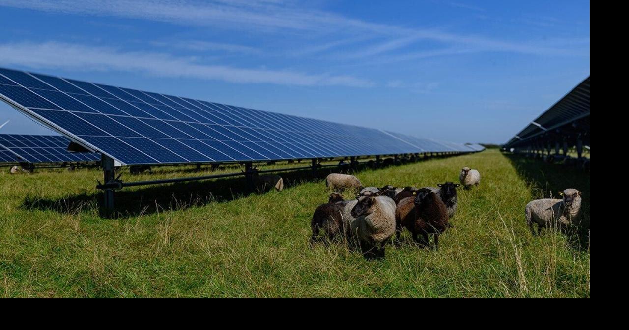 Finding middle ground in the solar debate with agrivoltaics