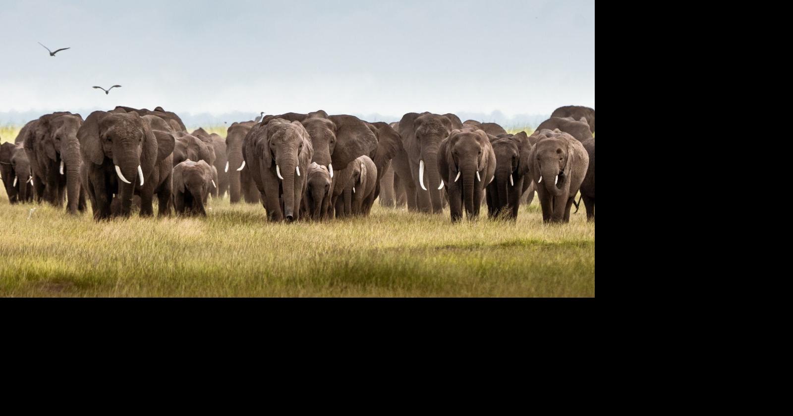 U.S. Travelers Trade Passive Luxury For Conservation Trips With Real Purpose In 2026