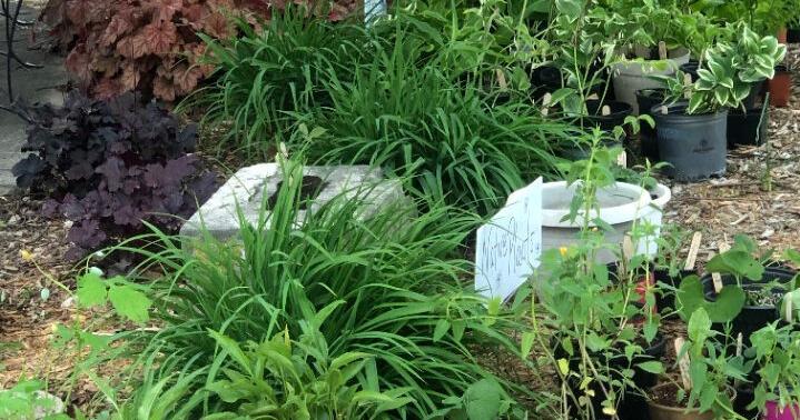 Tiptoe through the tulips and bring some home to plant at the Worthington Garden Club Spring Sale May 9