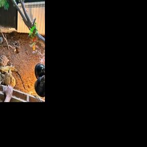 Spain rescues hundreds of exotic animals from unlicensed shelter