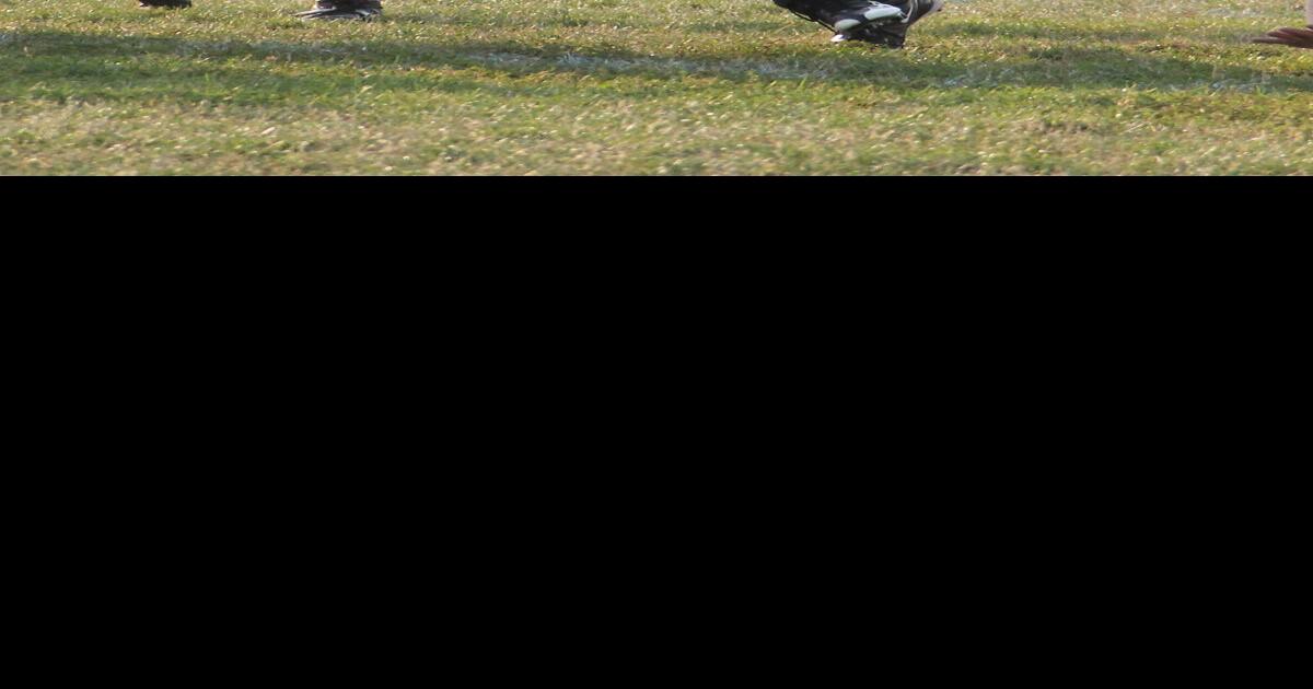 Clovers struggle with speedy Patriots squad Archives