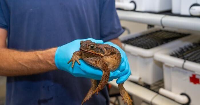 Why these toads are evolving faster than anyone expected