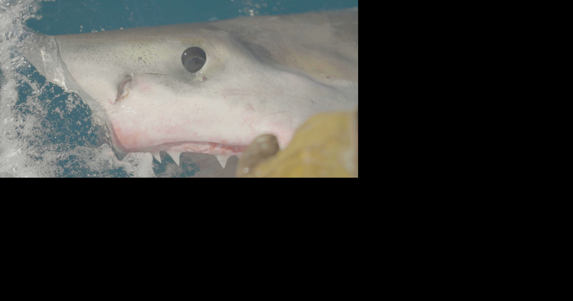 Massive great white shark roaming major tourist hub