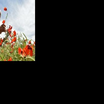 Afghans celebrate spring in bright red poppy fields