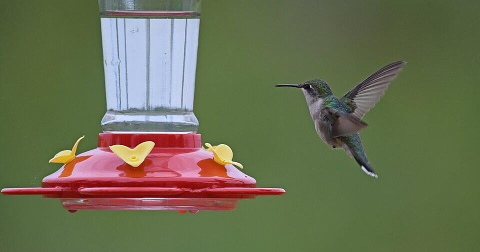 400 Words: The last hummingbird