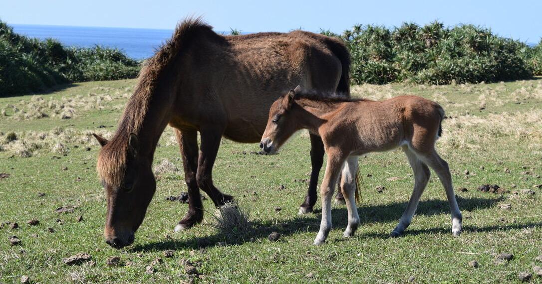 Beyond Audubon: Yonaguni Island: Wild ponies and swordfish in Japan's westernmost point