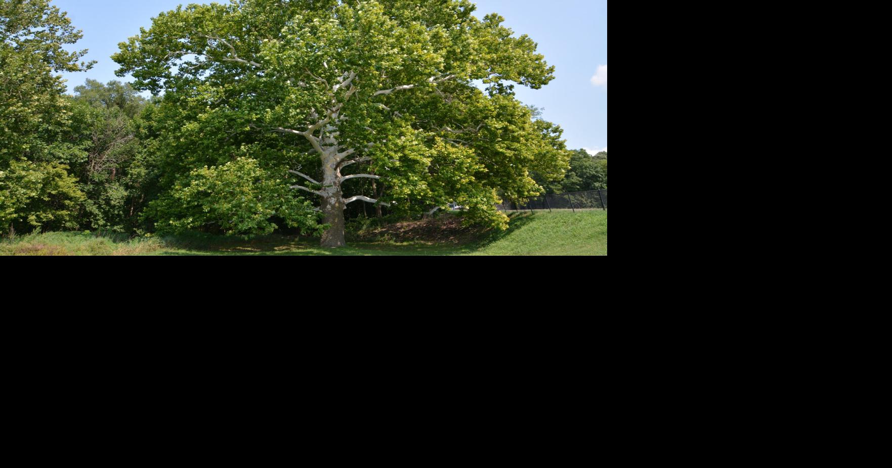 Annual Shade Tree Short Course to Return in February Atlantic