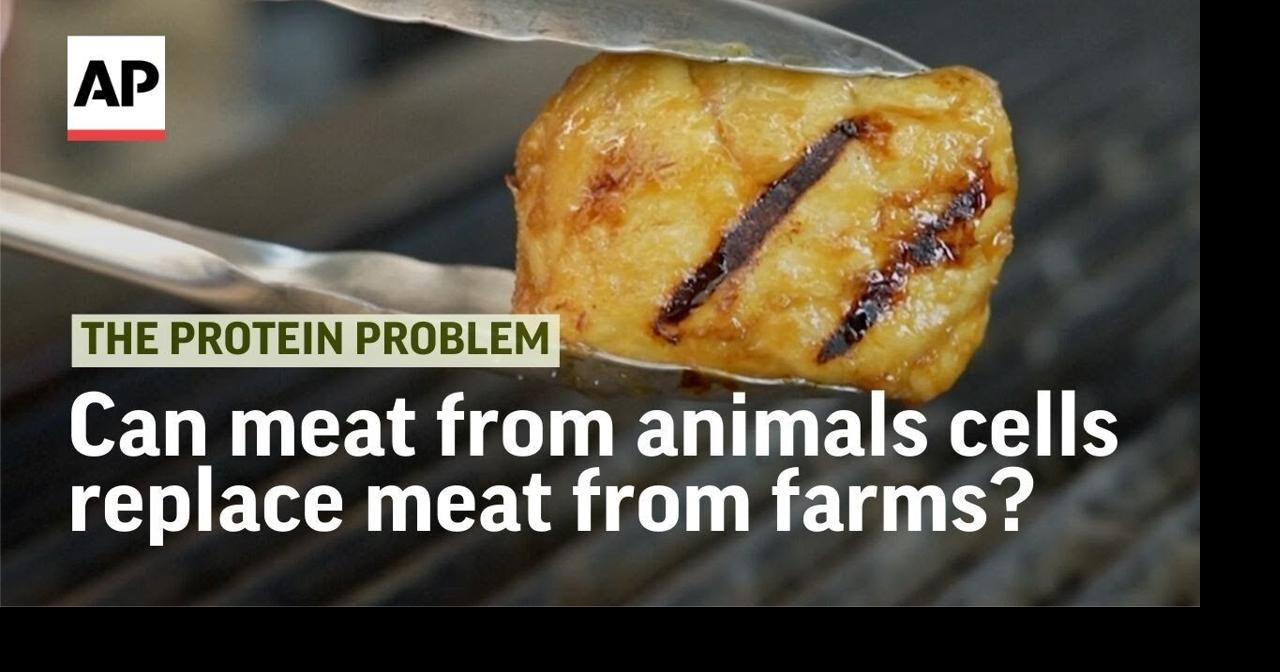 Can 'lab-grown' meat from animal cells replace meat from farms? | The ...