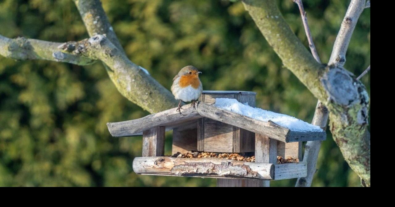 Most commonly seen birds in Iowa